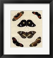 Framed Butterfly Melage I
