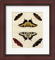 Framed Butterfly Melage II