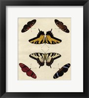 Framed Butterfly Melage II