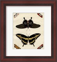 Framed Butterfly Melage III