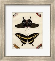 Framed Butterfly Melage III