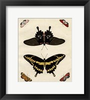 Butterfly Melage III Framed Print