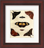 Framed Butterfly Melage IV