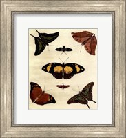 Framed Butterfly Melage IV