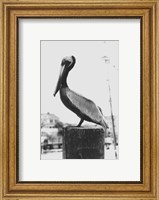 Framed Pelican Perch