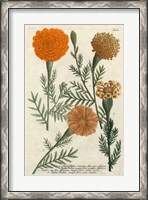 Framed Marigold Magic II