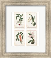 Framed Mini Orchids