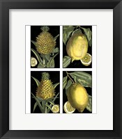 Framed Miniature Fruit