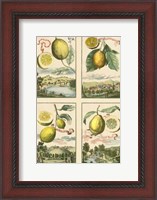 Framed Miniature Lemons