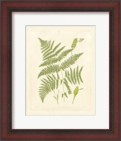 Framed Ferns with Platemark I