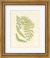 Framed Ferns with Platemark III