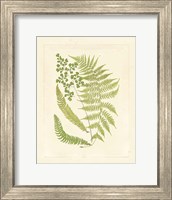 Framed Ferns with Platemark III