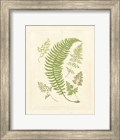 Framed Ferns with Platemark IV