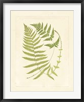 Framed Ferns with Platemark V
