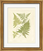 Framed Ferns with Platemark VI