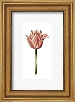 Framed Tulip Time I