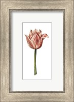 Framed Tulip Time I