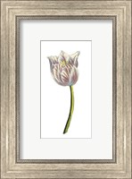 Framed Tulip Time II