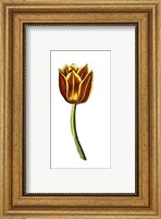 Framed Tulip Time VI