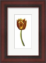 Framed Tulip Time VI