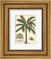 Framed Palm and Crest II