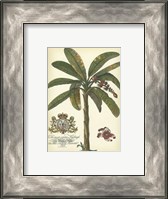 Framed Palm and Crest II