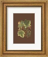 Framed Fruit on Burgundy II