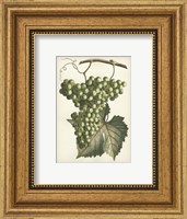 Framed Green Grapes II