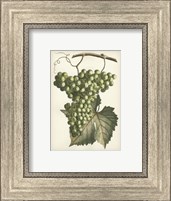 Framed Green Grapes II