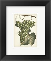 Green Grapes II Framed Print