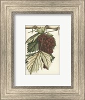 Framed Red Grapes I