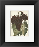 Red Grapes II Framed Print
