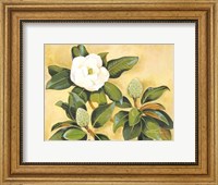 Framed Southern Magnolia II