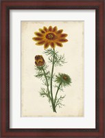 Framed Vibrant Curtis Botanicals I