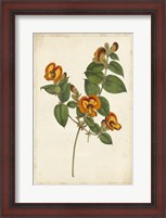 Framed Vibrant Curtis Botanicals II
