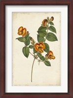 Framed Vibrant Curtis Botanicals II