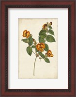 Framed Vibrant Curtis Botanicals II