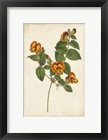 Vibrant Curtis Botanicals II Framed Print