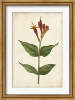 Framed Vibrant Curtis Botanicals III