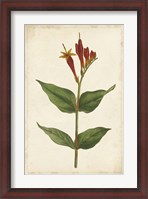 Framed Vibrant Curtis Botanicals III