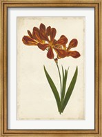 Framed Vibrant Curtis Botanicals VI