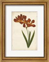 Framed Vibrant Curtis Botanicals VI