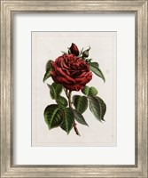 Framed Van Houtteano Rose I