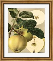 Framed Apple Harvest I