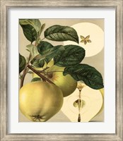 Framed Apple Harvest I
