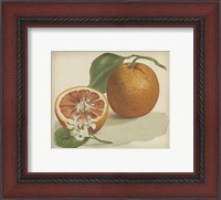 Framed Orange Study I