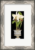 Framed Orchids in Silver II