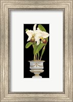 Framed Orchids in Silver II