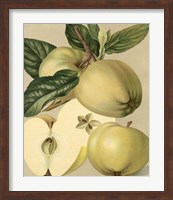 Framed Apple Harvest II