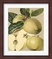 Framed Apple Harvest II